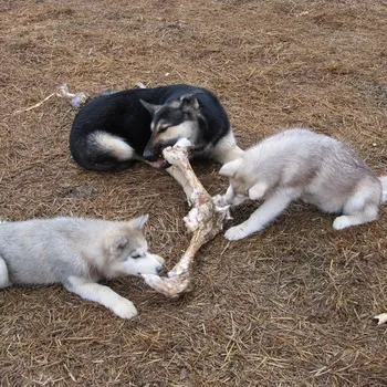 Особенности социализации щенков и взрослых собак. Как социализировать собаку. 2