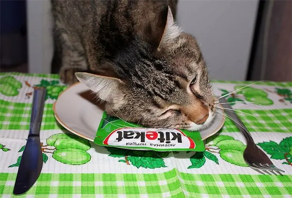 Состав, польза и вред сухого и влажного корма Kitekat. Китекат сухой корм. 4