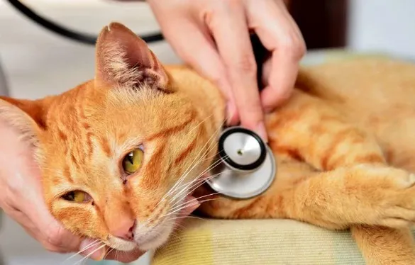 сухой рацион