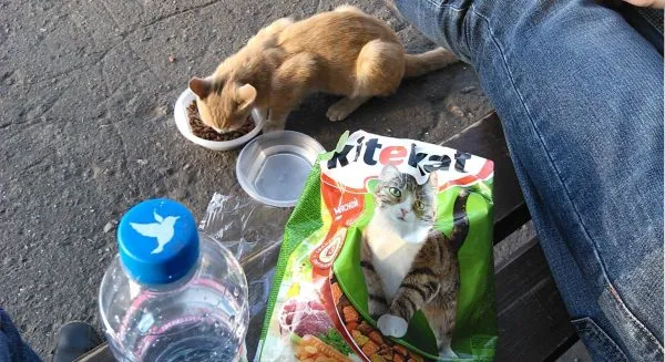 Кошка ест «Китикет» рядом с лавочкой
