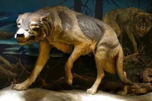 Откуда и как появились первые собаки. Что такое собака. 5