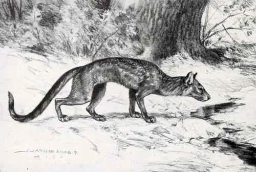 Реконструкция геспероциона