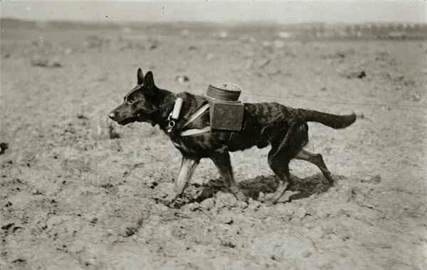 Откуда и как появились первые собаки. Что такое собака. 4