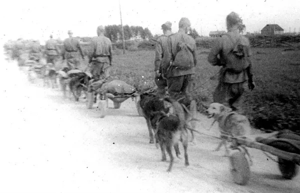 Откуда и как появились первые собаки. Что такое собака. 3