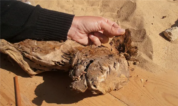 Откуда и как появились первые собаки. Что такое собака. 6