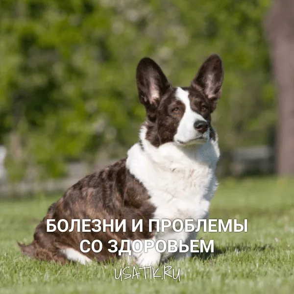 Болезни и проблемы со здоровьем