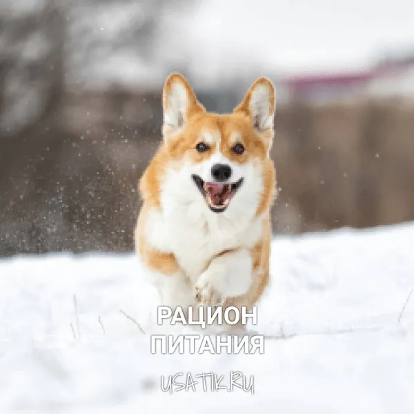 Рацион питания вельш-корги