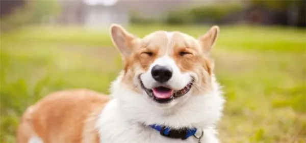 Улыбка вельш-корги-пемброк