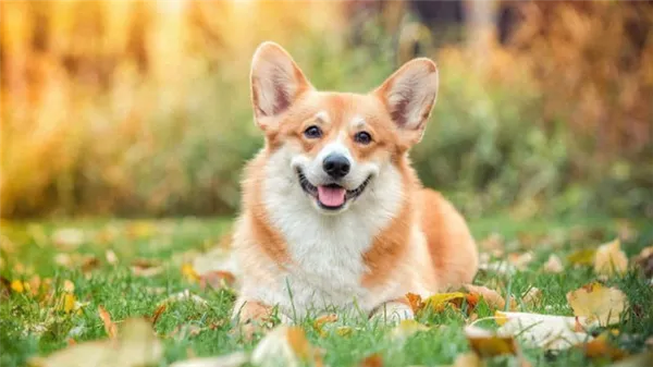 Вельш-корги-пемброк