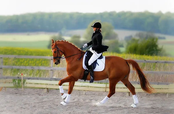 Девушка на лошади