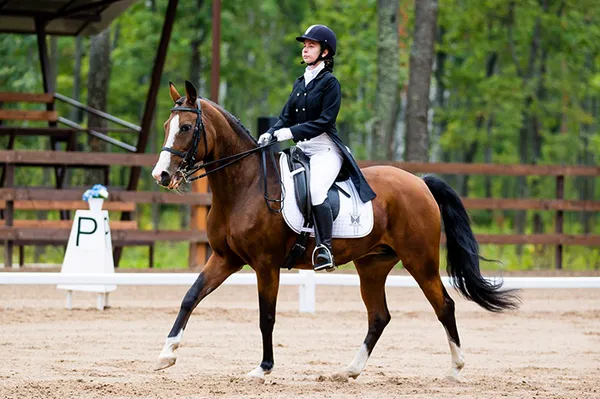 Верховая езда