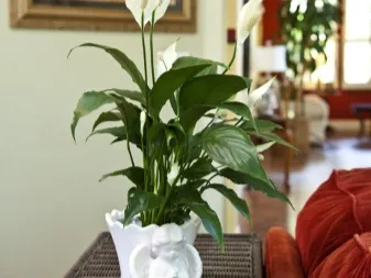 Почему нельзя держать много растений в спальне. Цветы для спальни. 2