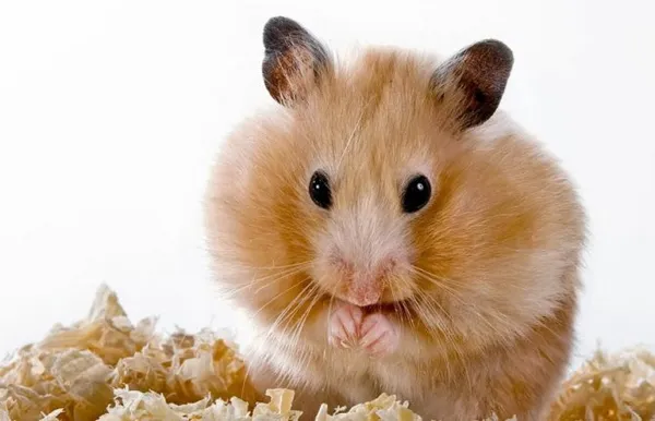 Почему хомяк грызет клетку и как его отучить. Почему хомяк грызет клетку. 2