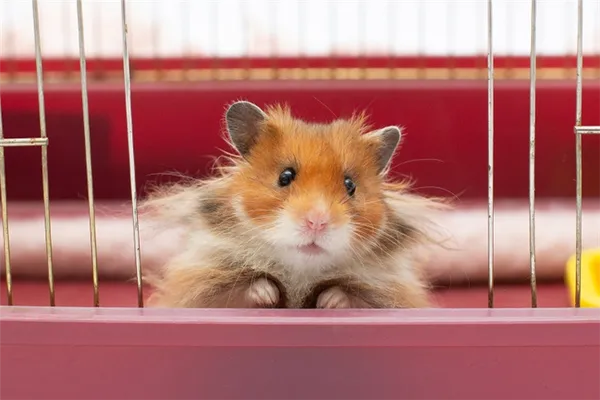 Почему хомяк грызет клетку