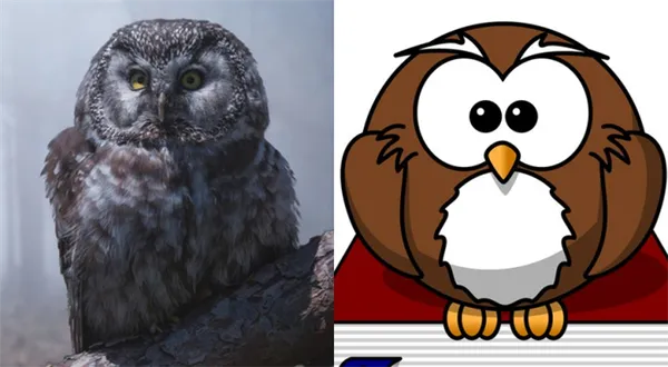 Сравнение фотографии и картинки