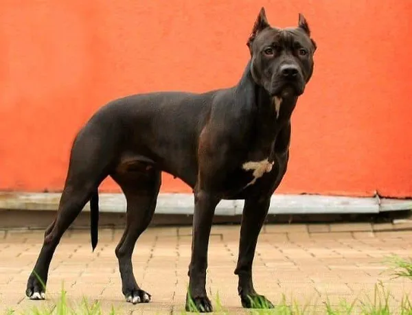 Прайтер (собака): описание породы пит прайт. Прайтер собака описание. 7