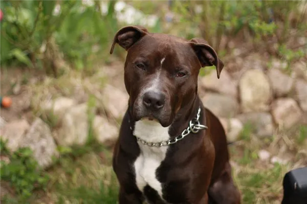 Прайтер (собака): описание породы пит прайт. Прайтер собака описание. 5