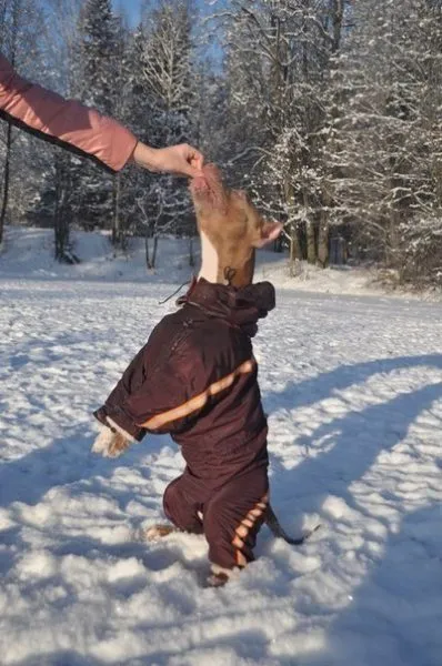 Прайтер на зимней прогулке