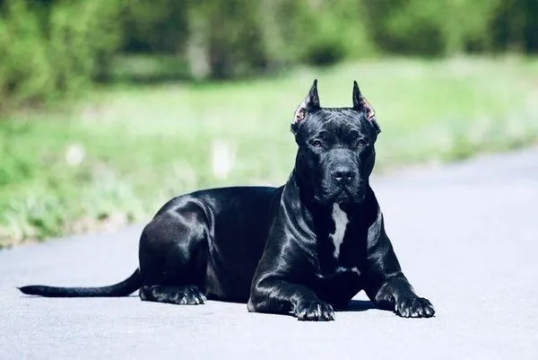 Прайтер (собака): описание породы пит прайт. Прайтер собака описание. 6