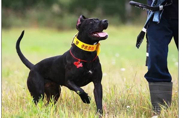 Дрессировка