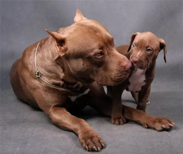 Прайтер (собака): описание породы пит прайт. Прайтер собака описание. 2