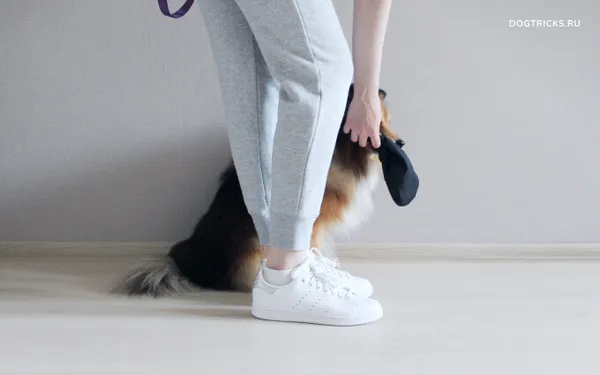 Приучение собаки к команде «Апорт! ». Аппорт для собак. 7