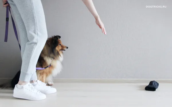 Приучение собаки к команде «Апорт! ». Аппорт для собак. 3