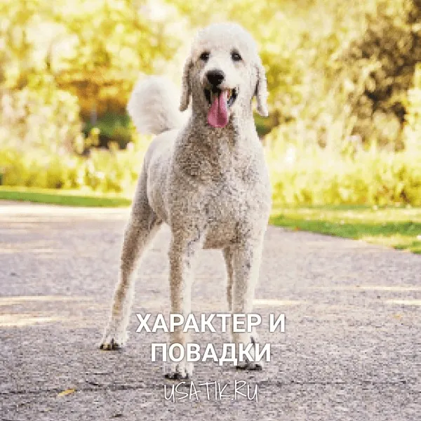 Характер и повадки пуделей