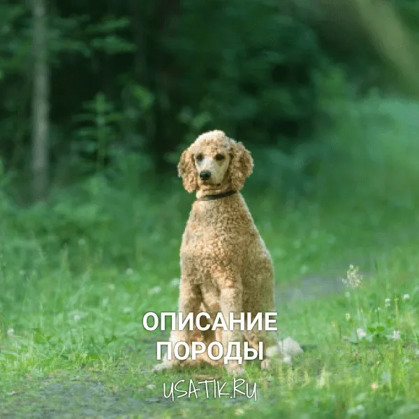 Пудель - описание породы