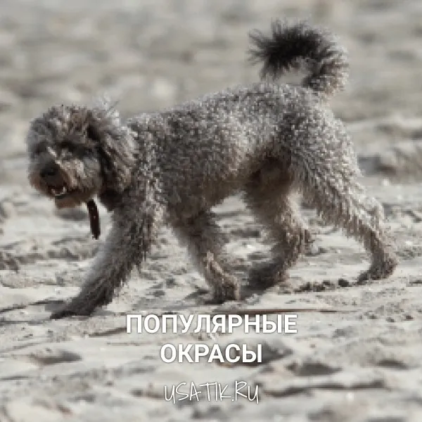 Популярные окрасы пуделей