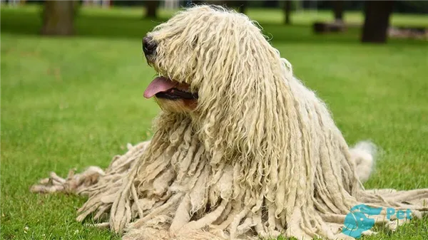 Уход за пули