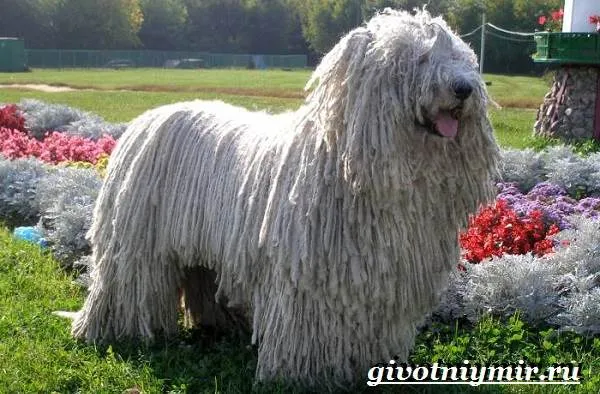 Пули-собака-Описание-особенности-уход-и-цена-породы-пули-4