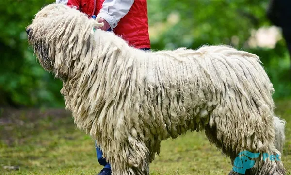 Воспитание венгерской водяной собаки