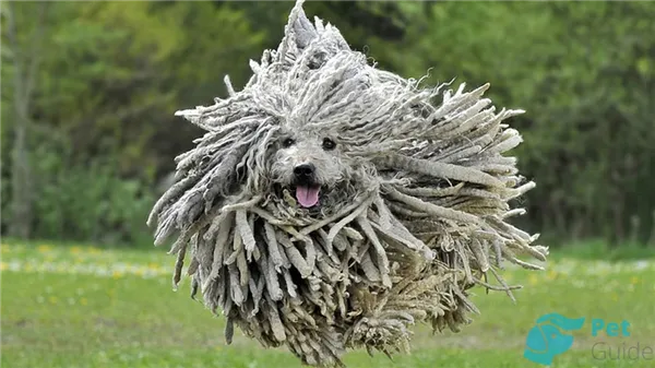 Характер венгерской овчарки пули