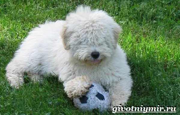 Пули-собака-Описание-особенности-уход-и-цена-породы-пули-8