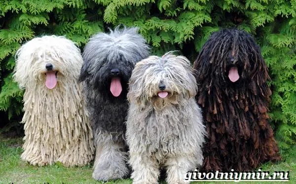 Пули-собака-Описание-особенности-уход-и-цена-породы-пули-6