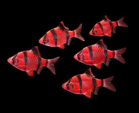 Барбусы Glofish