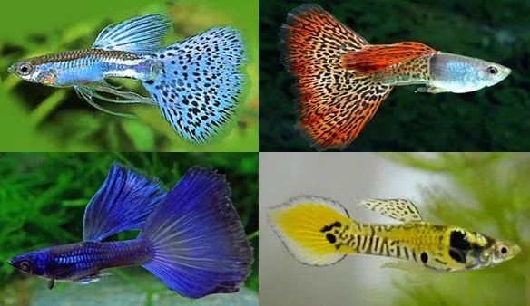 Рыбка Гуппи