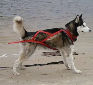 Шлейка для хаски: прогулочная, ездовая упряжка, как подобрать. Шлейка для хаски. 8