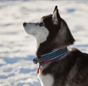 Шлейка для хаски: прогулочная, ездовая упряжка, как подобрать. Шлейка для хаски. 5