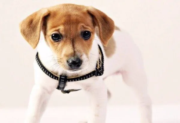 Шлейка для хаски: прогулочная, ездовая упряжка, как подобрать. Шлейка для хаски. 4