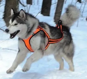 Шлейка для хаски: прогулочная, ездовая упряжка, как подобрать. Шлейка для хаски. 6