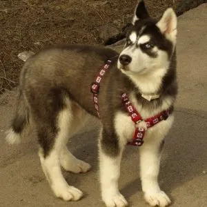 Шлейка для хаски: прогулочная, ездовая упряжка, как подобрать. Шлейка для хаски. 7