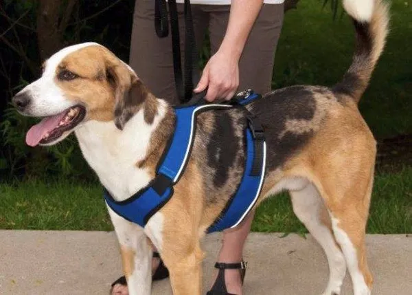 Шлейка для хаски: прогулочная, ездовая упряжка, как подобрать. Шлейка для хаски. 2