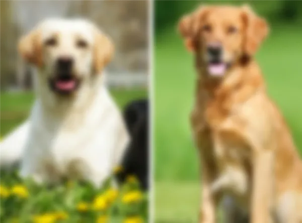 Чем отличается лабрадор от ретривера. Чем отличается лабрадор от ретривера. 5