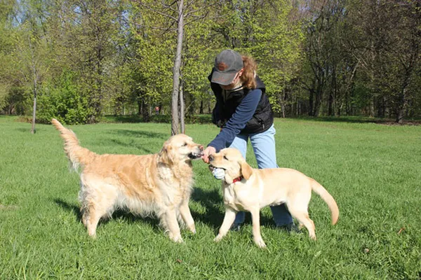 Чем отличается лабрадор от ретривера. Чем отличается лабрадор от ретривера. 10