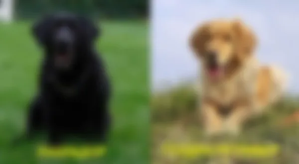 Чем отличается лабрадор от ретривера. Чем отличается лабрадор от ретривера. 6