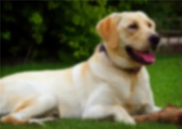 Чем отличается лабрадор от ретривера. Чем отличается лабрадор от ретривера. 4