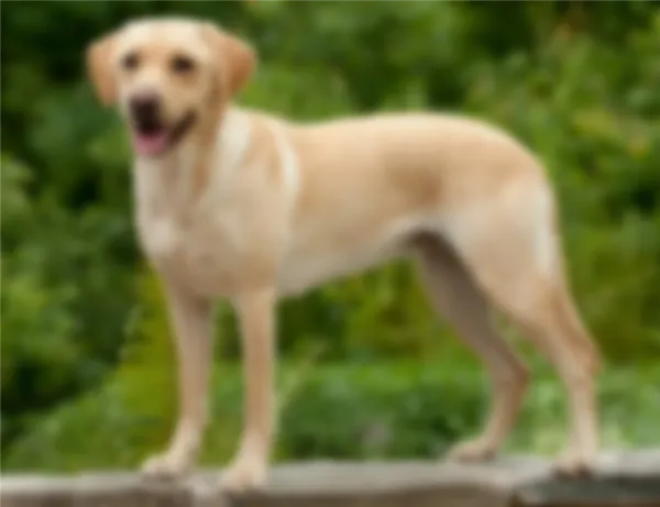 Чем отличается лабрадор от ретривера. Чем отличается лабрадор от ретривера. 3
