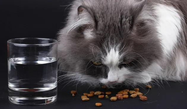 Лучшие сухие корма для кошек в 2024 году 3